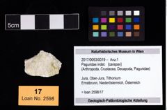 Foto (Objekt + Etikett) von Paguridae indet.  (NHMW-GEO-2017-0093-0019)